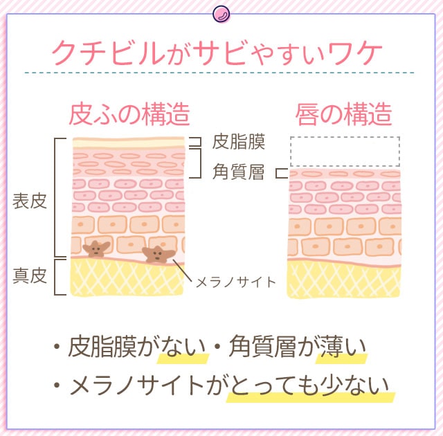 唇がサビやすい原因の肌断面図