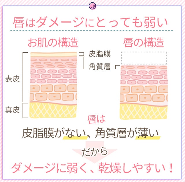 唇の断面図
