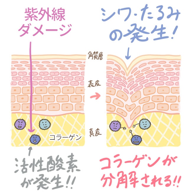 活性酸素がコラーゲンを破壊してシワが発生する